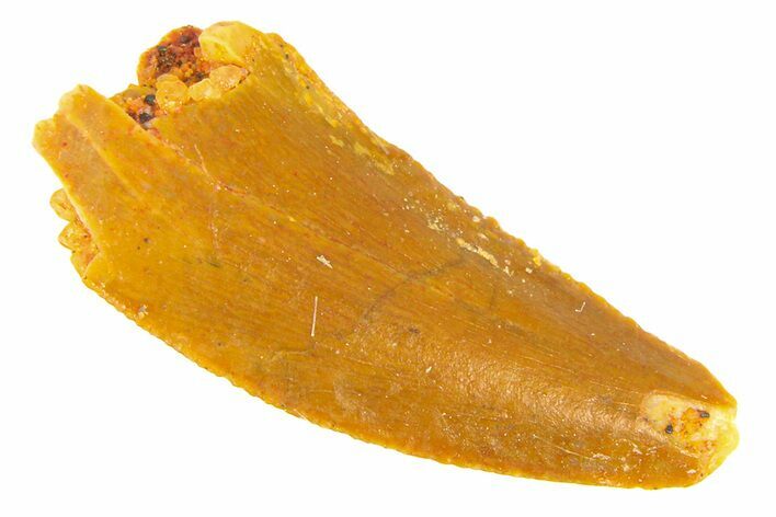 Raptor Tooth - Real Dinosaur Tooth #291586